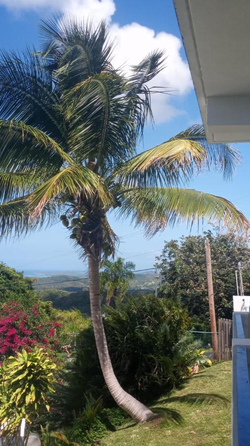 Million Dollar View In Puerto Rico Luquillo Exterior foto